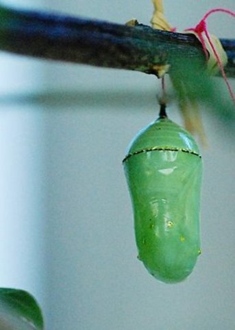Chrysalis