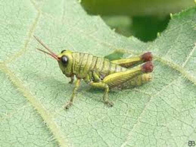 El Grillo Dominicano