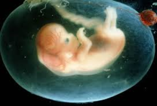 PRENATAL DEVELOPMENT: Embryo (3rd-8th week): COGNITIVE