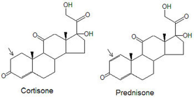 Synthetic cortisone invented