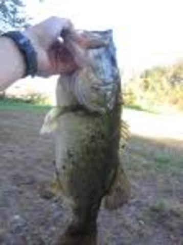 I caught my first fish over 4 pounds.