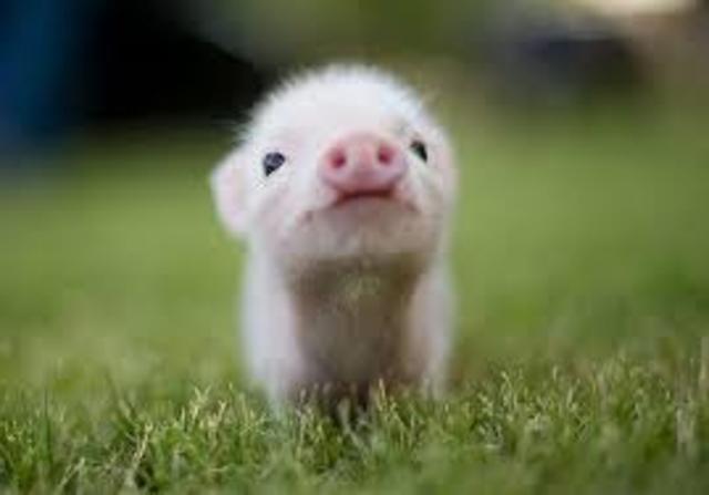 Cerdito