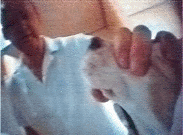 Companies Stop Animal Testing