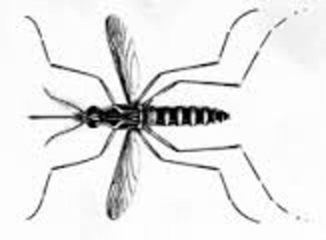 working on the Panama