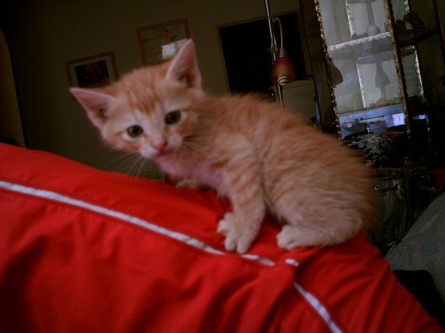 Encontró a "Wolfeimer".