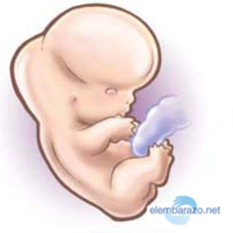 OCTAVA SEMANA DE EMBARAZO