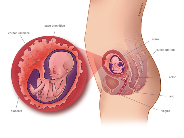 TRECEAVA SEMANA DE EMBARAZO