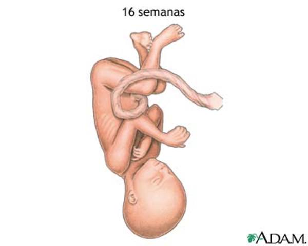 16 SEMANAS DE EMBARAZO