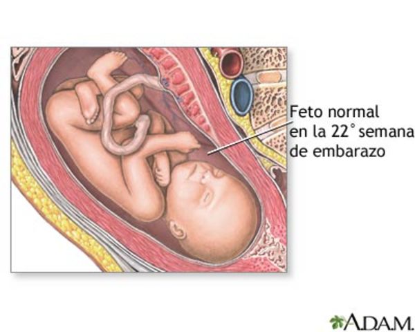 22 SEMANAS DE EMBARAZO