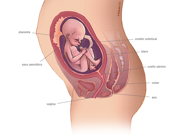 23 SEMANAS DE EMBARAZO