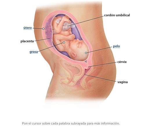 25 SEMANAS DE EMBARAZO