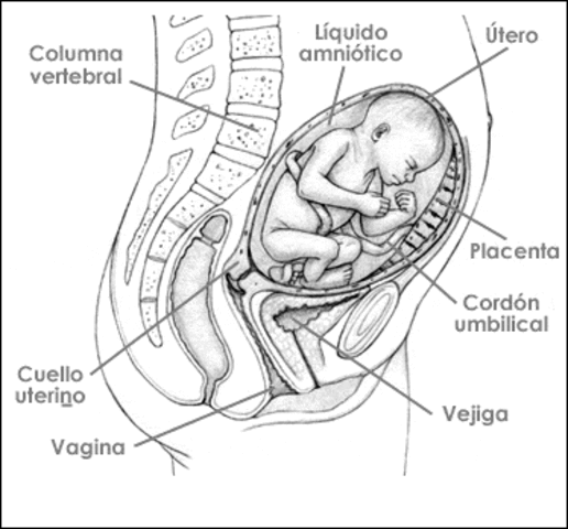 28 SEMANAS DE EMBARAZO