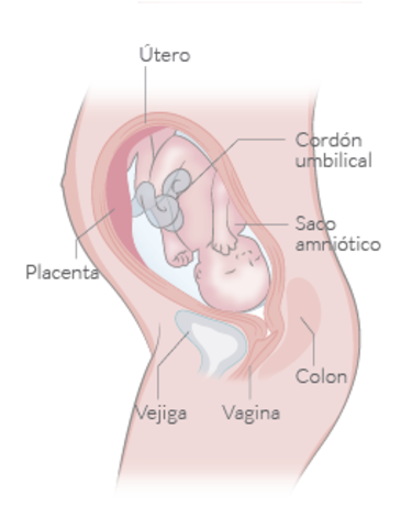 29 SEMANAS DE EMBARAZO