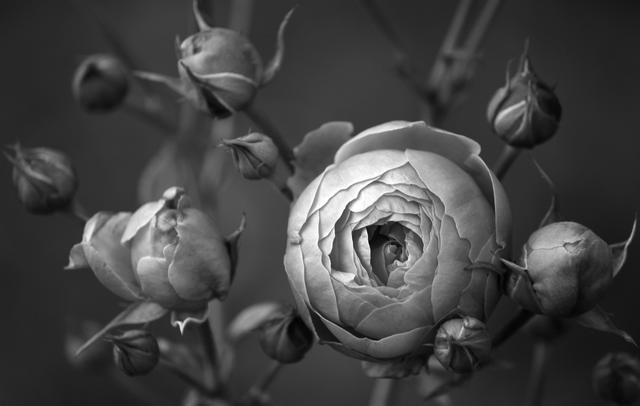 The Difference Between Jaja and Kambili