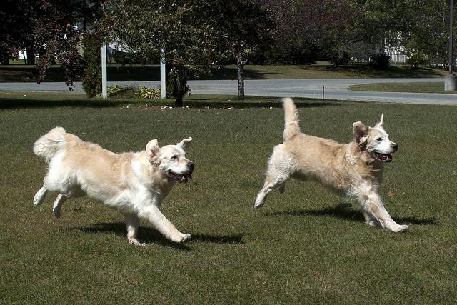 Kambili and Father Amadi Go to the Stadium