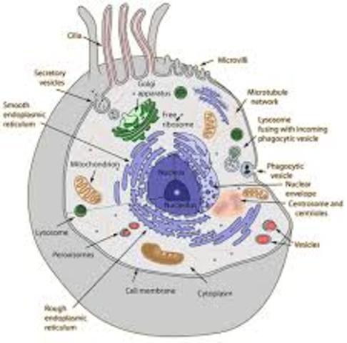 Federal funding barred for human cloning