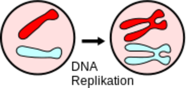 DNA-Replikation