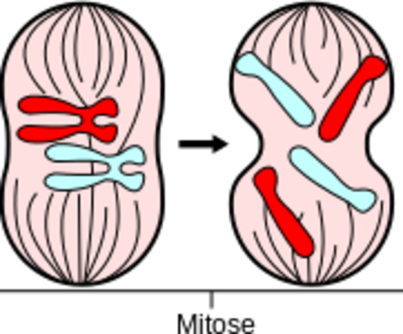 Mitose