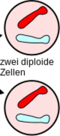2 diploide Zellen
