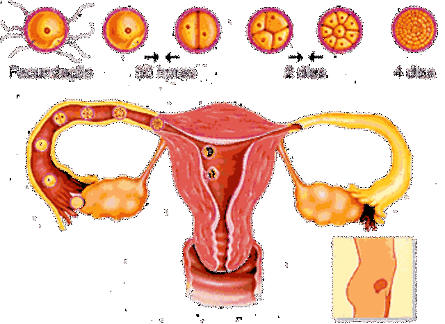 Primera Semana (Desarrollo Embrionario)