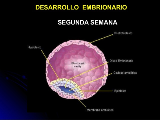 Semana 2 (Desarrollo embrionario)