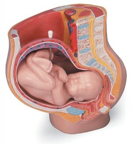 30 SEMANAS DE EMBARAZO