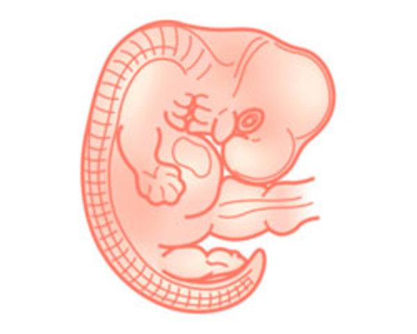 Semana 4 5 y 6 (Desarrollo embrionario)
