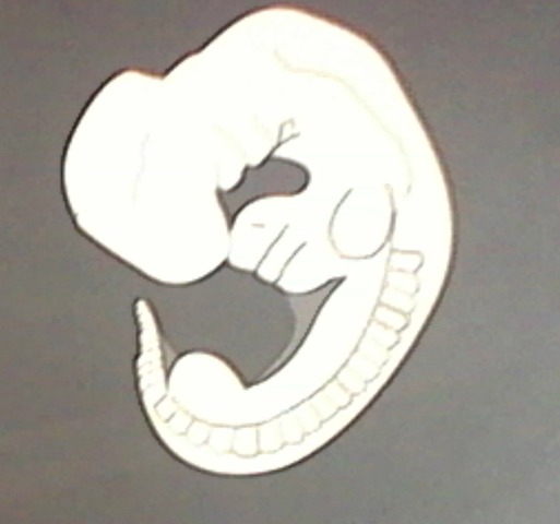 Semana 5 (Desarrollo embrionario)