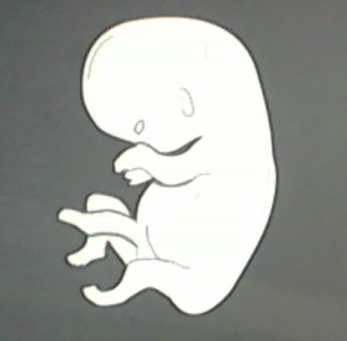 Semana 9 (Desarrollo Embrionario)