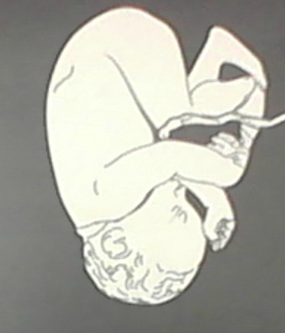 Semanas 30 a 38 (Desarrollo Embrionario)