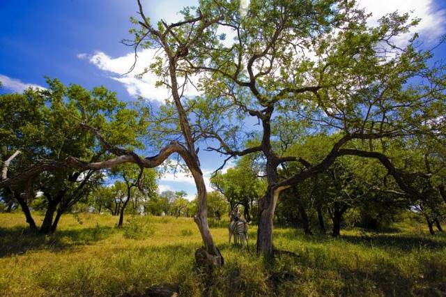 Flight to Nigeria (Picture of the landscape of the developing country of Nigeria)