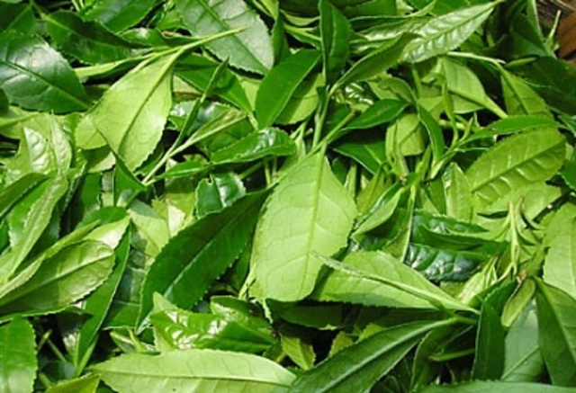 Массовый импорт в Европу