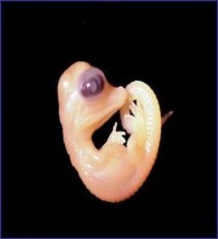 Embryo