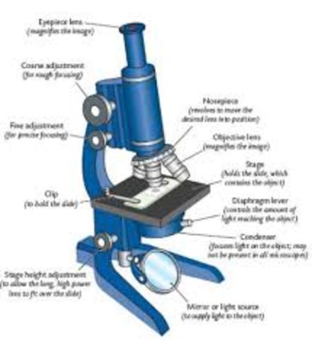 Compound Light Microscope