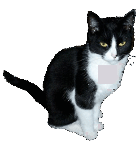 Got new pet "Scratch"