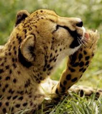 He Gets his Ph.D. in Zoology