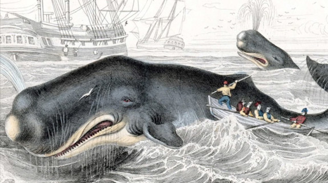 THE whaling economy