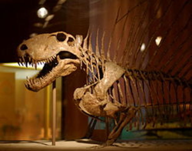 Dimetrodon. (295–272 million years ago.)