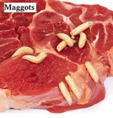 Meat and Maggots