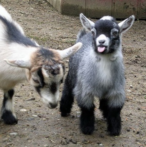 Own pygmy goats ^^