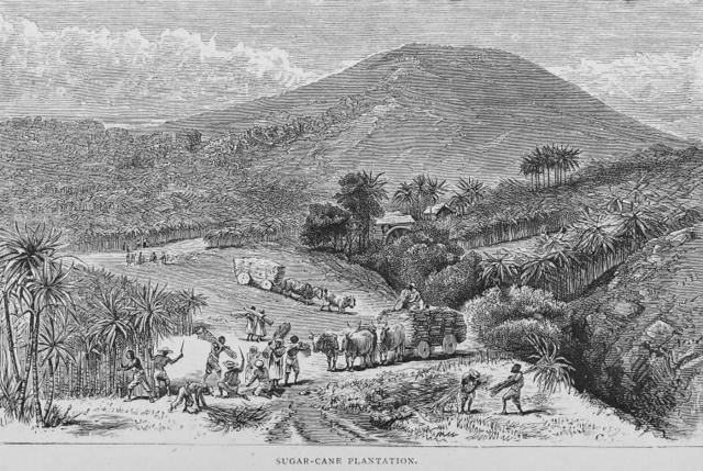 The first plantation