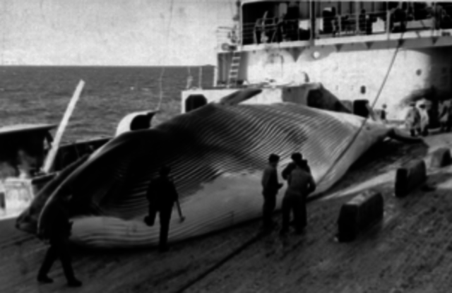end of whaling
