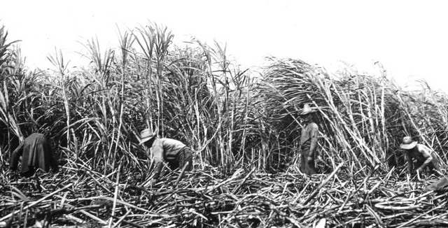 Sugar cane plantation