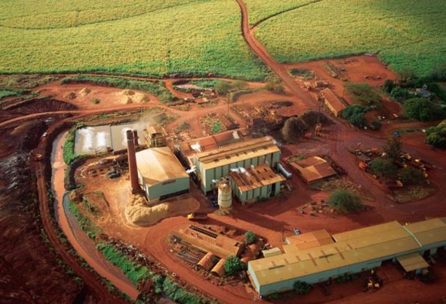 The first sugar cane plantation