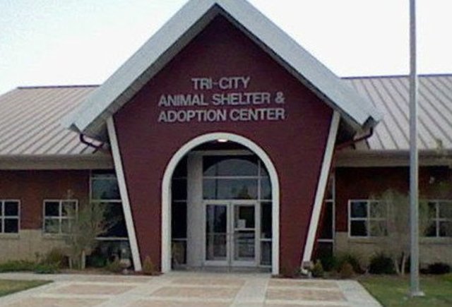 Started working at an animal shelter