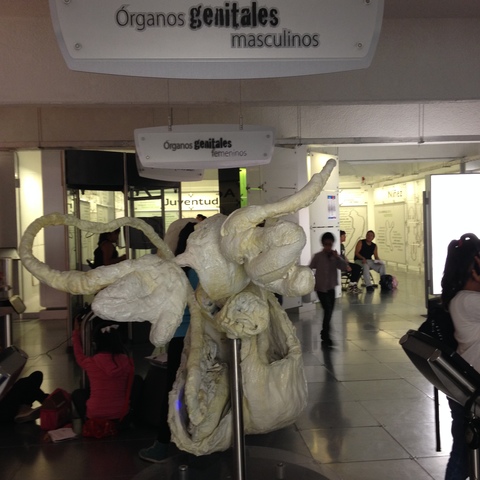 ORGANOS GENITALES MASCULINOS