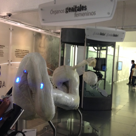 ORGANOS GENITALES FEMENINOS