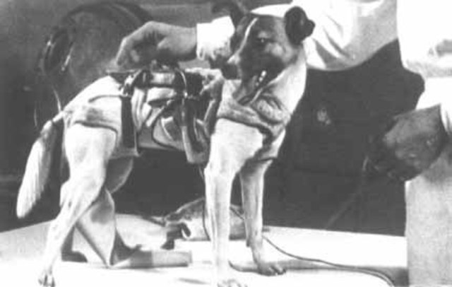 впервые выведший в космос живое существо