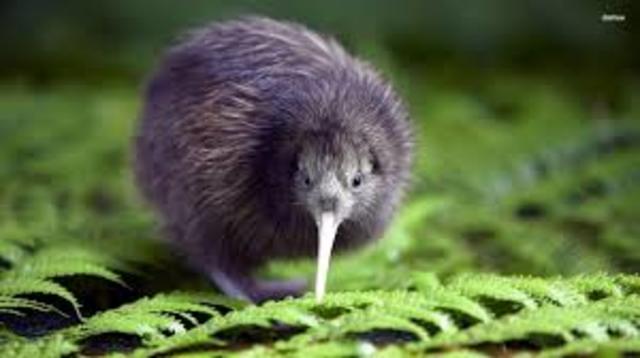 The Excruciatingly Difficult Search for the Kiwi Bird