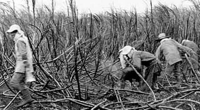 The first Sugar Cane plantation